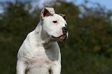 BOULEDOGUE AMERICAIN 335